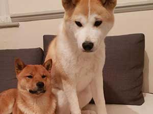 Miskha and Okami looking hadsome after Reiki