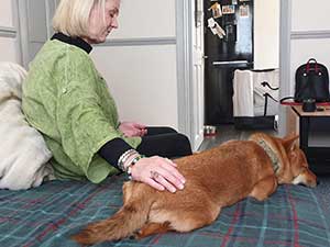 Okami the dog having Reiki