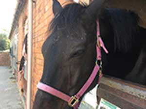 Ride High horse falling asleep after Reiki